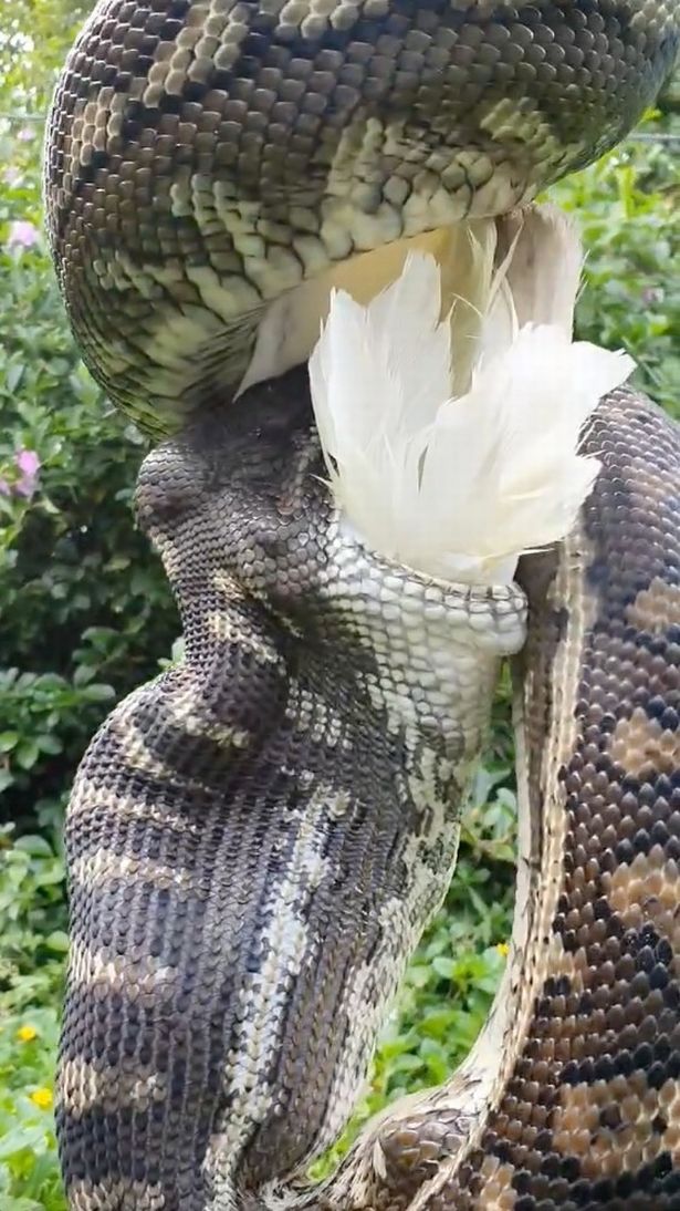 Python