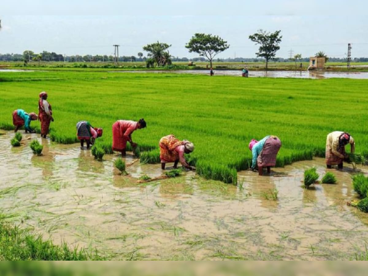 किसानों को होगा बड़ा फायदा, 24 घंटे में मुंबई, गुजरात और मध्‍य प्रदेश में  होगी झमाझम बारिश- monsoon Farmers will get big benefit, Mumbai, Gujarat and  Madhya Pradesh will get rains in