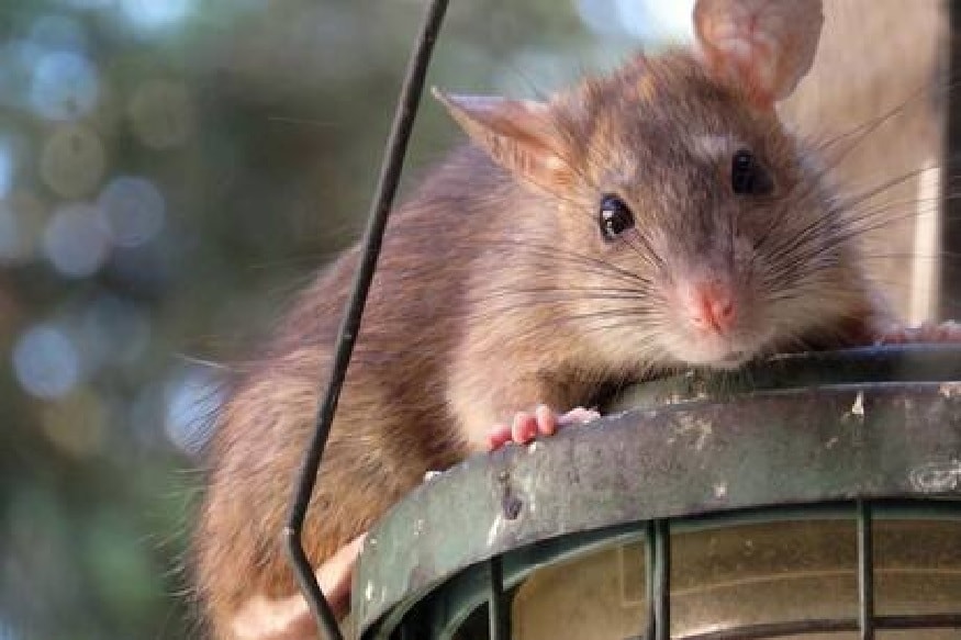 Mice