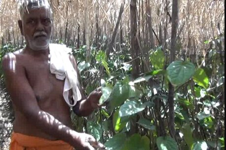 लॉक डाउन के कारण एमपी में पान की फसल चौपट