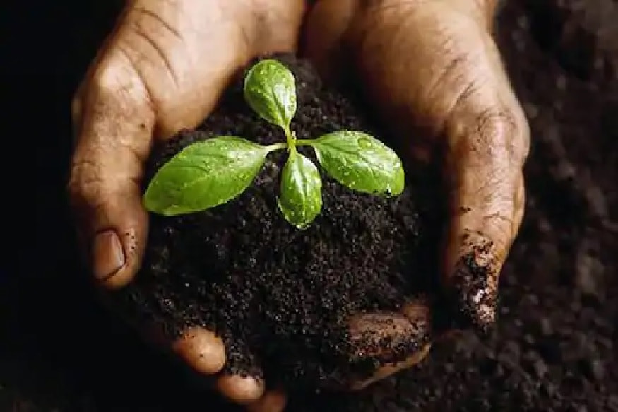 Plant