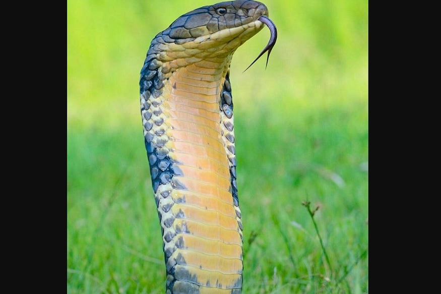 Corbett Tiger Reserve, snakes, inhabited areas, infiltration, कॉर्बेट टाइगर रिजर्व, सांप, आबाद क्षेत्र, घुसपैठ
