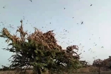 मध्यप्रदेश में टिड्डी दल का हमला: DJ वाले बाबू ने फिर जोर से बजाया गाना, देखें VIDEO मध्यप्रदेश में टिड्डी दल का हमला: DJ वाले बाबू ने फिर जोर से बजाया गाना, देखें VIDEO