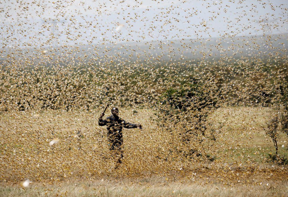 locust attack india
