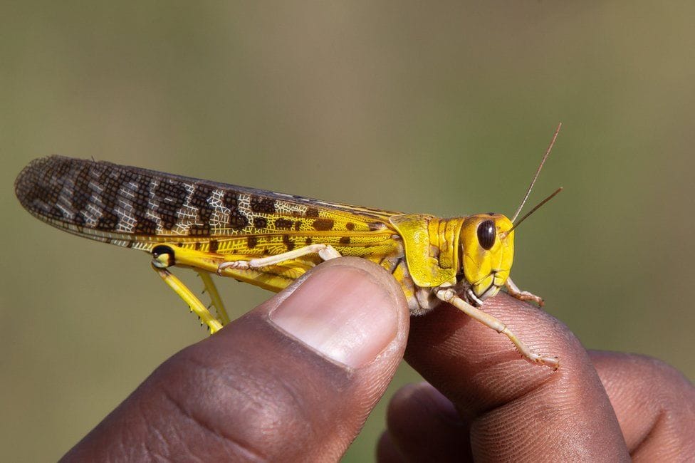 locust attack india