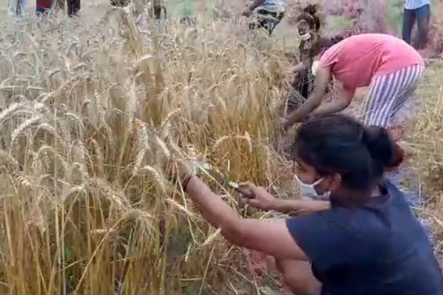 Lockdown 3 0 स भल म फ स द ल ल क स ट ड ट स ख त म ग ह क कट ई कर भर रह अपन प ट Delhi Student Stuck During Lockdown In Sambhal Reaping Crops Upsms Upns News18 Hindi