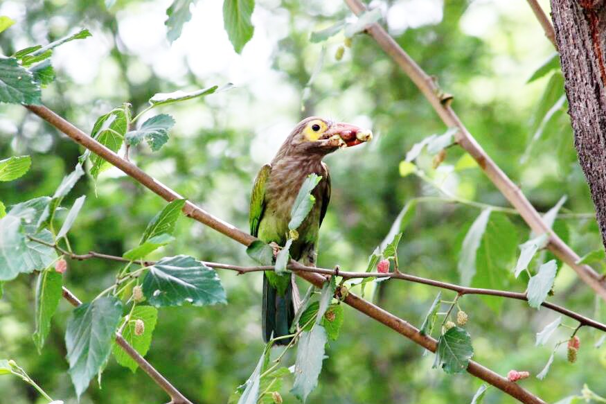 COVID-19, coronavirus, birds, lockdown, कोरोना वायरस, लॉकडाउन से पक्षियों को लाभ, bird watcher, bird species in world, zoom meeting, Bat, बर्ड वॉचर, दुनिया में पक्षियों की कुल प्रजाति, जूम मीटिंग, चमगादड़, Biodiversity, जैव विविधता