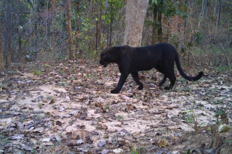 छत्तीसगढ़: अचानकमार टाइगर रिजर्व के कैमरे में एक बार फिर कैद हुआ Black Panther, देखें तस्वीरें छत्तीसगढ़: अचानकमार टाइगर रिजर्व के कैमरे में एक बार फिर कैद हुआ Black Panther, देखें तस्वीरें