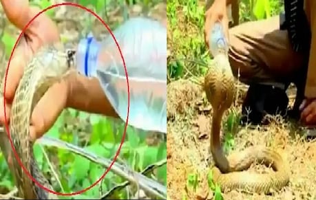 कभी किंग कोबरा को बोतल से पानी पीकर प्यास बुझाते देखा है? वायरल हो रहा है ये वीडियो कभी किंग कोबरा को बोतल से पानी पीकर प्यास बुझाते देखा है? वायरल हो रहा है ये वीडियो