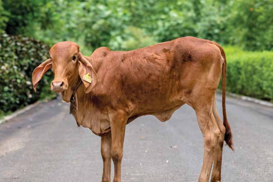 business ideas after closing, business idea after closing, how to do milk business, how to sell milk, earn on milk, dairy plant, career in dairy farming, dairy loan, dairy business, dairy business in india, dairy business plan, dairy business ideas, dairy business sale, dairy business plan in india dairy business loan, National Dairy Development Board, National Dairy Development, production of milk in India, total production of milk in India