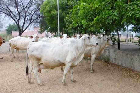 CM Yogi के इस कदम से, थाने लाई गई गायों को एक साल तक ऐसे खिलाया जाएगा चारा