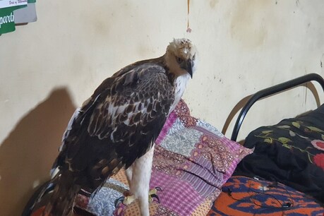 देहरादून: 7 सांप, हॉक ईगल और चील के साथ एक ही कमरे में रहता है ये शख्स देहरादून: 7 सांप, हॉक ईगल और चील के साथ एक ही कमरे में रहता है ये शख्स