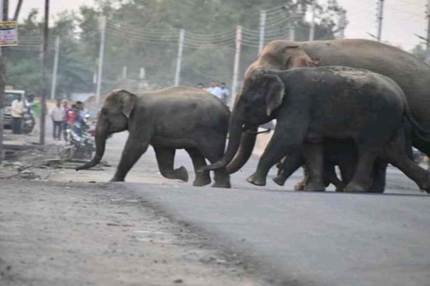 elephant