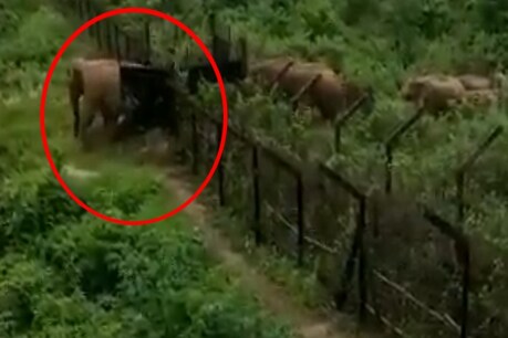 बॉर्डर पार कर भारतीय सीमा में घुसे हाथी, BSF जवान बोला- चार्ली अलर्ट, आ रहा है मामा बॉर्डर पार कर भारतीय सीमा में घुसे हाथी, BSF जवान बोला- चार्ली अलर्ट, आ रहा है मामा