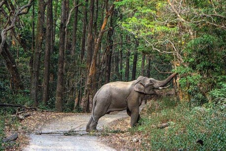 कोविड-19 के बाद भारत पर मंडराया जूनोटिक रोगों का खतरा! PETA ने दी चेतावनी