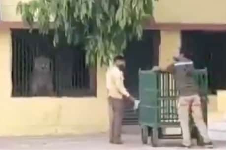 लॉकडाउन में खाना ढूंढते हुए स्कूल में घुस गया एक शेर, और फिर... लॉकडाउन में खाना ढूंढते हुए स्कूल में घुस गया एक शेर, और फिर...