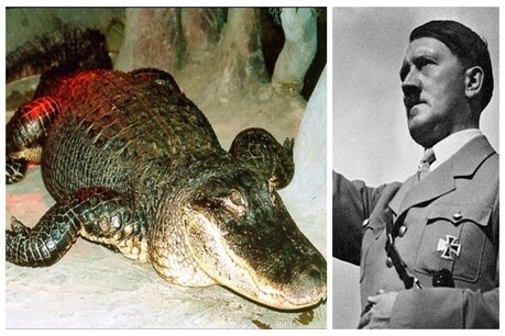 हिटलर के पालतू मगरमच्छ की मास्को ज़ू में मौत, 84 साल थी उम्र हिटलर के पालतू मगरमच्छ की मास्को ज़ू में मौत, 84 साल थी उम्र