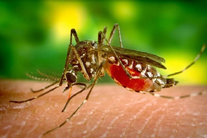 भारत में मच्छरों की 400 से ज्यादा प्रजातियां पाई जाती हैं. 