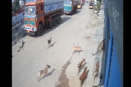 VIDEO: जब ट्रक ड्राइवर पर झपटा तेंदुआ तो आवारा कुत्तों ने ऐसे बचाई जान... VIDEO: जब ट्रक ड्राइवर पर झपटा तेंदुआ तो आवारा कुत्तों ने ऐसे बचाई जान...