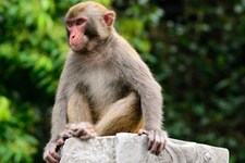 हिमाचल वन विभाग का दावा: प्रदेश में बंदरों की तादाद 33.5 फीसदी गिरी