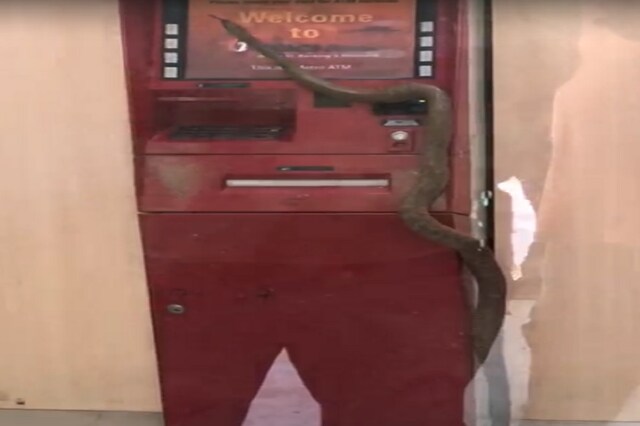 Lockdown में बाहर निकला सांप, ICICI बैंक के ATM में घुसा, देखें Video