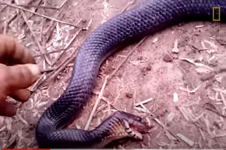 Viral Video: जब डर के मारे सांप करने लगा 'मरने' का नाटक! अब तक मिल चुके हैं 10 लाख से ज्यादा व्यूज Viral Video: जब डर के मारे सांप करने लगा 'मरने' का नाटक! अब तक मिल चुके हैं 10 लाख से ज्यादा व्यूज