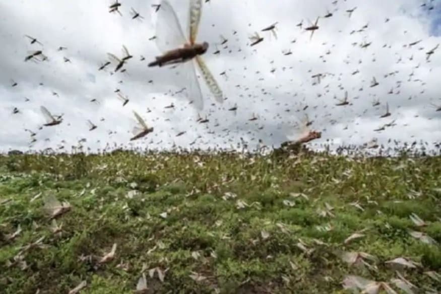 टिड्डी दल, टिड्डी दल का हमला, टिड्डी भगाने के उपाय, locust attack, pakistani locust attacks, Ministry of Agriculture, india-Pakistan border, भारत-पाकिस्तान, पाकिस्तानी टिड्डी दल का अटैक, कृषि मंत्रालय, राजस्थान, ड्रोन, Drone, ईरान, Iran