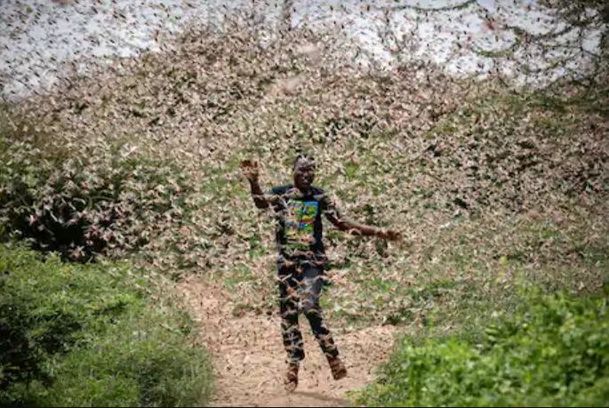 what are locust swarms, where did locust come from, how to destroy locust, how to kill locust swarms, does locust bite, what is tiddi dal, what is tiddi insect called in english, locust attack maharashtra, locust swarm delhi, locust attack in rajasthan, locust jaipur attack, jaipur locust swarm, locusts in india, tiddi insect, tiddi dal, tidi insect in rajasthan, tiddi dal attack in india, tiddi attack in india, tiddi dal kya hota hai, locust meaning in hindi