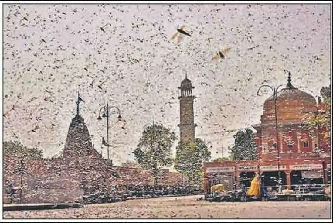 locust swarm attack, what is locust, how do locusts attack, how dangerous are locusts, locust attack in india, टिड्डियों के हमले, टिड्डियां क्या हैं, टिड्डा कैसा होता है, टिड्डी दल कितना खतरनाक है, भारत में टिड्डी आतंक