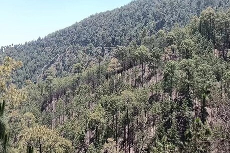 मौसम और लॉकडाउन ने इस तरह बचाये उत्तराखंड के जंगल, पढ़िये ये रिपोर्ट मौसम और लॉकडाउन ने इस तरह बचाये उत्तराखंड के जंगल, पढ़िये ये रिपोर्ट
