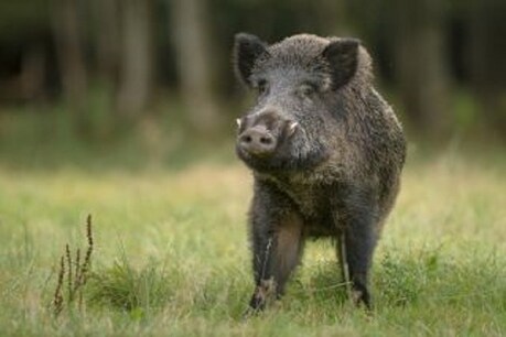 जौनपुर: Wild boar के हमले में एक दर्जन लोग घायल, गुस्साए ग्रामीणों ने पीट-पीट कर मार डाला