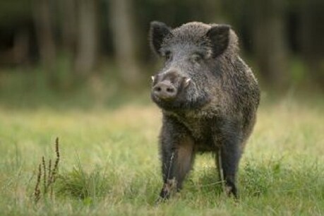 जौनपुर: Wild boar के हमले में एक दर्जन लोग घायल, गुस्साए ग्रामीणों ने पीट-पीट कर मार डाला जौनपुर: Wild boar के हमले में एक दर्जन लोग घायल, गुस्साए ग्रामीणों ने पीट-पीट कर मार डाला