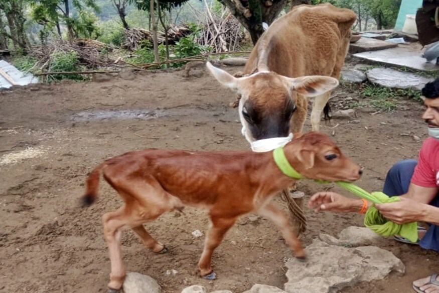 बिलासपुर. हाल ही में गाय ने एक बच्चे को भी जन्म दिया था.