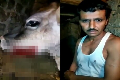 हिमाचल में केरल जैसी घटना: 'विस्फोटक खाने' से घायल हुई गर्भवती गाय, वायरल हुआ VIDEO हिमाचल में केरल जैसी घटना: 'विस्फोटक खाने' से घायल हुई गर्भवती गाय, वायरल हुआ VIDEO