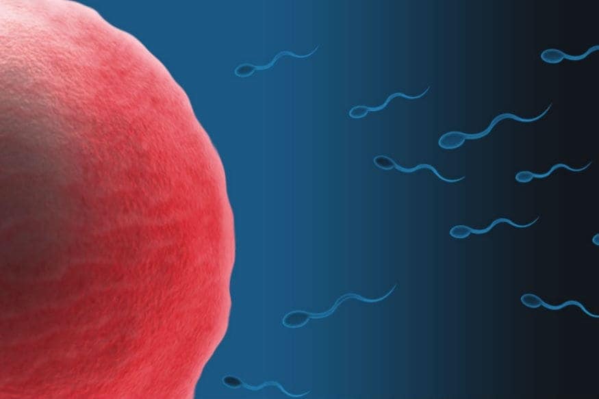Egg-sperm