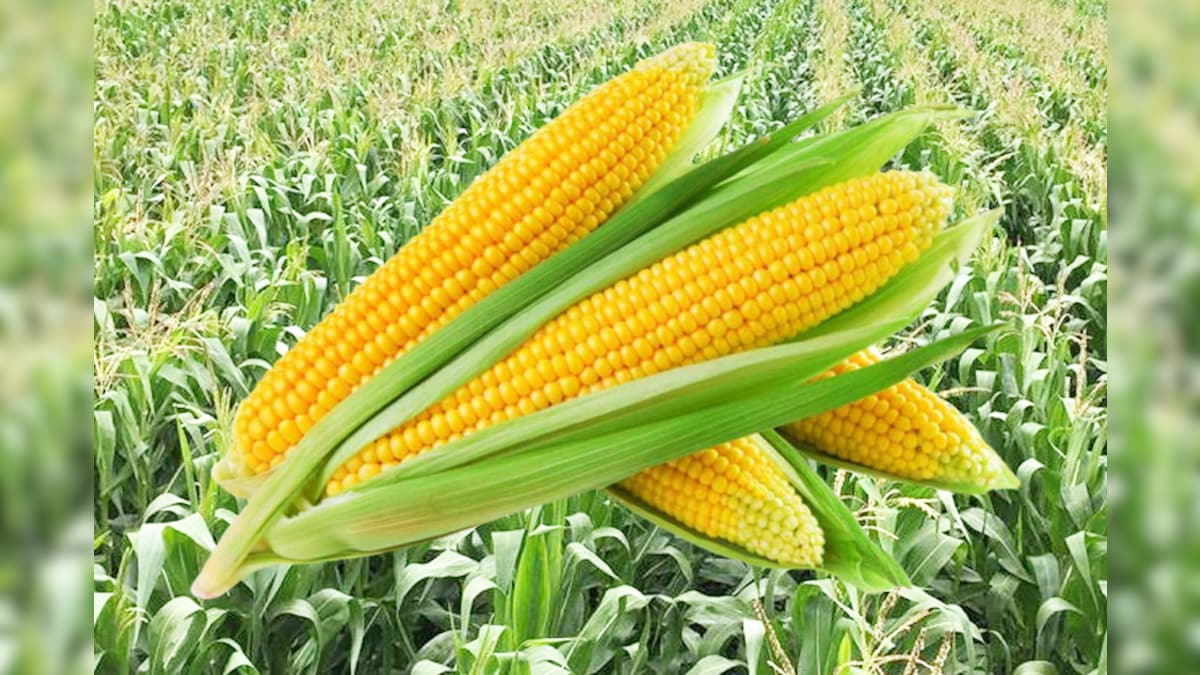 एमएसपी से काफी कम कीमत पर मक्का बेचने को मजबूर हैं किसान, क्या इस तरह