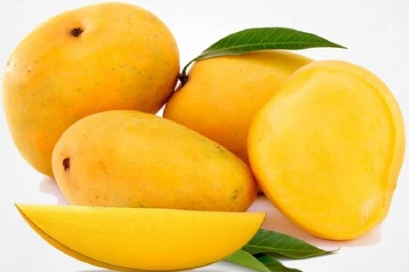 Mango Benefits: आम खाने से पहले जान लें इसके फायदे बेशुमार Mango Benefits: आम खाने से पहले जान लें इसके फायदे बेशुमार