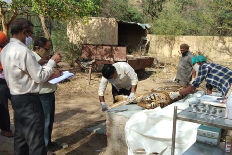 राजस्थान में बाघ शावक के मौत की वजह बना नेवला, पोस्टमार्टम में हुआ सनसनीखेज खुलासा राजस्थान में बाघ शावक के मौत की वजह बना नेवला, पोस्टमार्टम में हुआ सनसनीखेज खुलासा