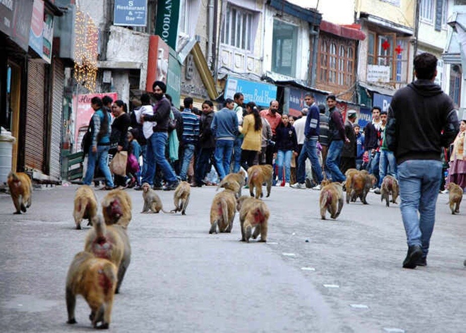शिमला के मॉल रोड पर बंदरों का झुंड (FILE PHOTO)