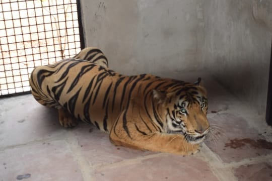 भोपाल (Bhopal) के राष्‍ट्रीय वन विहार (National Van Vihar) लाए गए इन मेहमान का नामाकरण कर उसे नया नाम सरन दिया गया है.