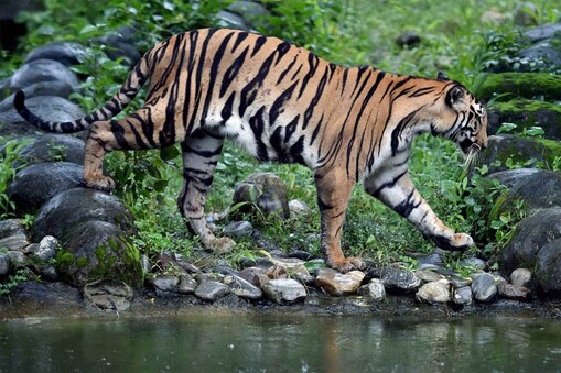 वाल्मीकि टाइगर रिजर्व फाइल फोटो वाल्मीकि टाइगर रिजर्व फाइल फोटो