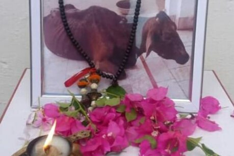 बागपत: गाय की तेरहवीं पर पूरे गांव को न्योता, हलवाई बुला खिलाया भोज बागपत: गाय की तेरहवीं पर पूरे गांव को न्योता, हलवाई बुला खिलाया भोज