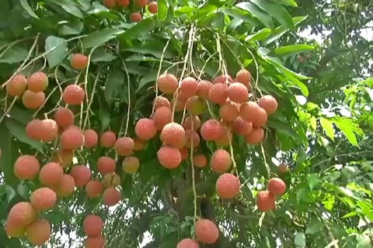 शाही लीची की कम होती मिठास और खुशबू से व्यापारी परेशान, नहीं मिल रहे खरीददार shahi lychee of muzaffarpur is missing test this year due to different reasons brpt bramk – News18