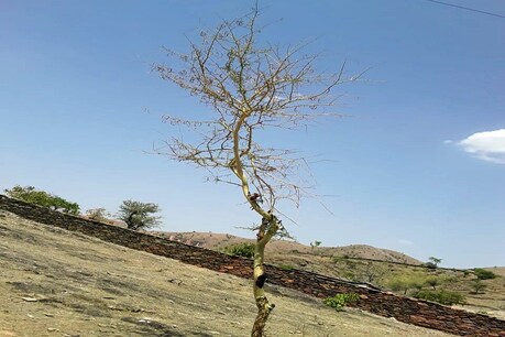 World Environment Day: उदयपुर में पहली बार दिखा दुर्लभ प्रजाति का पहाड़ी बबूल World Environment Day: उदयपुर में पहली बार दिखा दुर्लभ प्रजाति का पहाड़ी बबूल