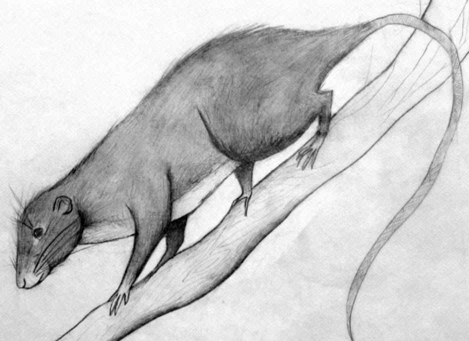 Rats