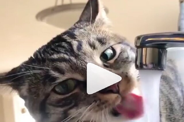 Viral Video: बिल्‍ली ने नल चला कर धोया मुंह और पीने लगी पानी फिर...