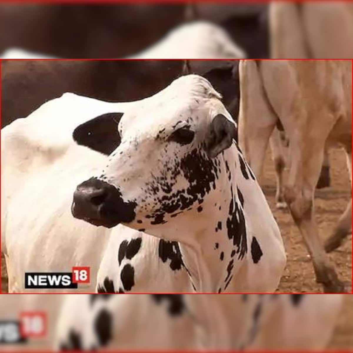 अम र क क पन न ख ज Corona क इल ज ग य क इस च ज स बन ग दव Cow Antibodies Can Kill Coronavirus Covid 19 Newest Weapon New Study Nodtg News18 Hindi