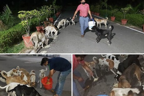 लॉकडाउन में पिछले दो महीने से विदित कुत्तों को खाना दे रहे हैं. (सौ. एएनआई)