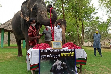 जयपुर: हाथी गांव के महावतों ने अपने हाथियों के साथ केरल की सौम्या को दी श्रद्धांजलि