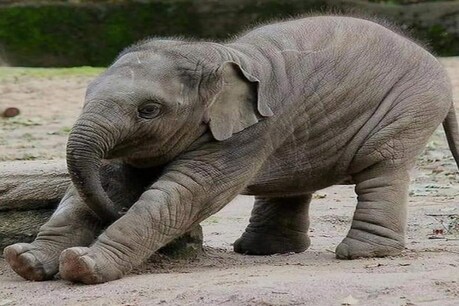 International Yoga Day 2020: स्वामी रामदेव ने शेयर किया हाथी का योग करते हुए फोटो, खूब पसंद किए जा रहे हैं